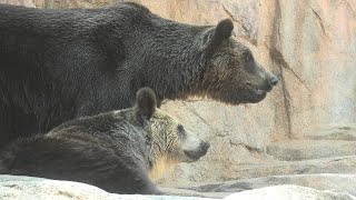 Ezo Brown Bear (Oji Zoo, Hyogo, Japan) August 4, 2020