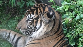 Sumatran tiger (Ueno Zoological Gardens, Tokyo, Japan) September 11, 2020