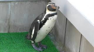 ケープペンギンとフンボルトペンギン (仙台うみの杜水族館) 2018年1月20日