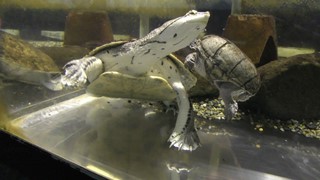 Hilare's toad-headed turtle & Musk turtle (Hakone-en Aquarium, Kanagawa, Japan) Oct. 28, 2018