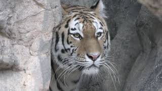 Siberian tiger (Oji Zoo, Hyogo, Japan) October 27, 2019