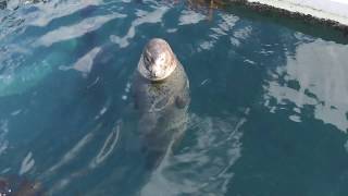 Gray Seal & Spotted Seal (Tsukumi Dolphin Island, Oita, Japan) December 8, 2019