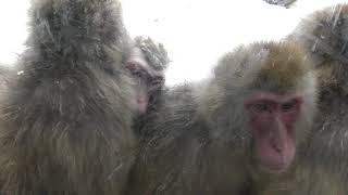 Japanese macaque (Asahiyama Zoo, Hokkaido, Japan) February 11, 2018