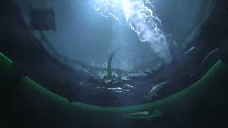 View of Shark Sadow (Shikoku Aquarium, Kagawa, Japan) August 4, 2021