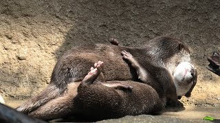 Asian short-clawed otter (KOBE ANIMAL KINGDOM, Hyogo, Japan) March 29, 2021