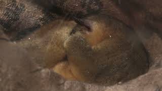 キンカジュー (めっちゃおもろい動物園) 2021年10月7日
