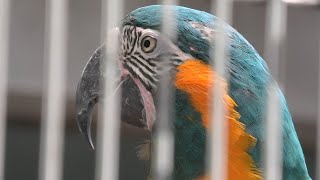 Blue-throated macaw (Higashiyama Zoo and Botanical Gardens, Aichi, Japan) July 22, 2021