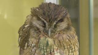 Collared scops owl