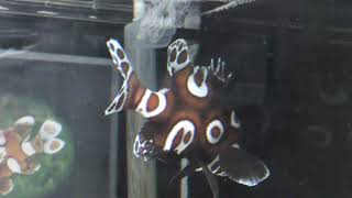 チョウチョウコショウダイの幼魚 (ヨコハマおもしろ水族館) 2017年12月16日