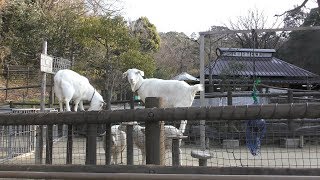 Petting zoo (Okazaki City Higashi Park and Zoo, Aichi, Japan) January 23, 2019