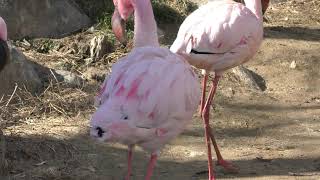 Greater Flamingo & Lesser Flamingo (Iida City Zoo, Nagano, Japan) January 19, 2019