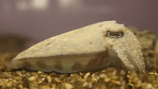 golden cuttlefish (Shikoku Aquarium, Kagawa, Japan) August 4, 2021