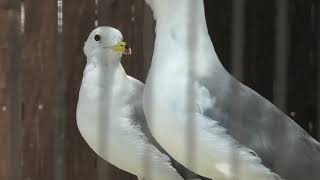 Black-tailed gull (Toyohashi Zoo and Botanical Park, Aichi, Japan) January 1, 1970