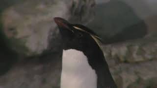 ミナミイワトビペンギン (のんほいパーク／豊橋総合動植物公園) 2018年1月4日