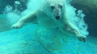 Polar bear (Toyohashi Zoo and Botanical Park, Aichi, Japan) August 5, 2017