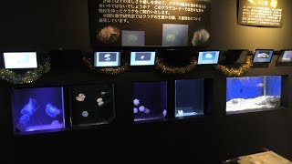 クラゲ 水槽 (北里アクアリウムラボ ～ 北里大学海洋生命科学部ミニ水族館) 2018年11月30日