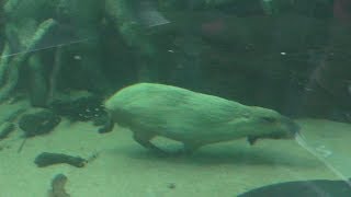 ピラルクー と混泳する カピバラ の『茶々丸』 (栃木県なかがわ水遊園) 2018年12月8日