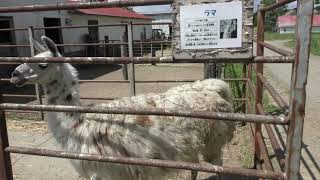 Llama (HEIDI Farm, Hokkaido, Japan) June 18, 2019