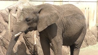 アフリカゾウ の『マオ』 (盛岡市動物公園) 2019年4月12日