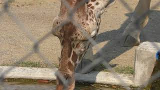 Giraffe (Kyoto City Zoo, Kyoto, Japan) November 5, 2017