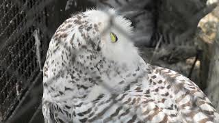 Snowy owl (Toyohashi Zoo and Botanical Park, Aichi, Japan) January 1, 1970