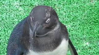 African penguin (YokohamaHakkeijima Seaparadise, Kanagawa, Japan) April 14, 2018