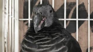 アラゲインコ (めっちゃおもろい動物園) 2021年10月7日