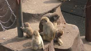 Japanese macaque (Fukuchiyama City Zoo, Kyoto, Japan) March 29, 2019