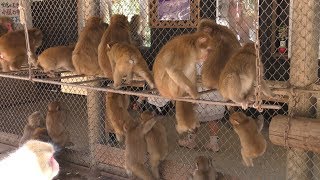 Japanese macaque Feeding Experience (Awaji Island Monkey Center, Hyogo, Japan) March 23, 2019