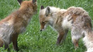Ezo red fox (Northern Fox Ranch, Hokkaido, Japan) June 27, 2019