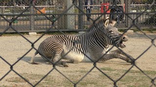Zebra neigh (Kyoto City Zoo, Kyoto, Japan) November 5, 2017