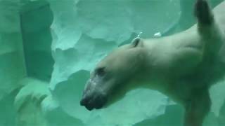 Polar bear in the meal (Ueno Zoological Gardens, Tokyo, Japan) October 29, 2017