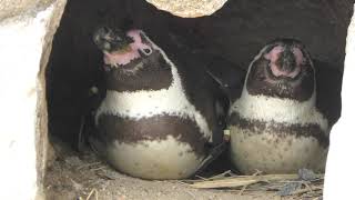 フンボルトペンギン特別保護区 (市立しものせき水族館 海響館) 2019年4月26日