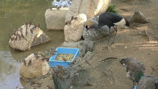 Waterfowl Aviary (Oji Zoo, Hyogo, Japan) October 27, 2019