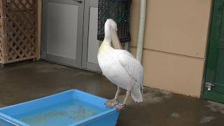 White Pelican (“Soreiyu-no-Oka” (Le Soleil), Kanagawa, Japan) February 25, 2018
