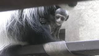 Baby Abyssinian colobus (Japan Monkey Centre, Aichi, Japan) January 20, 2019