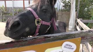 Pony (Aguri park Ryuoh, Shiga, Japan) October 31, 2019