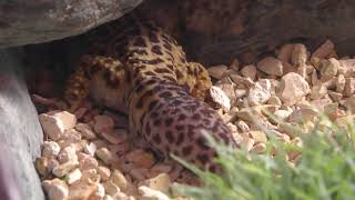 Common leopard gecko (YAGIYAMA ZOOLOGICAL PARK, Miyagi, Japan) January 20, 2018