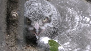 Snowy owl Chick (Ueno Zoological Gardens, Tokyo, Japan) July 7, 2018