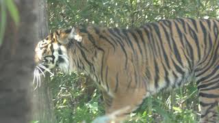 Sumatran tiger (YAGIYAMA ZOOLOGICAL PARK, Miyagi, Japan) April 13, 2019