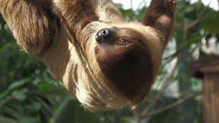 Linnaeus's two-toed sloth (KOBE ANIMAL KINGDOM, Hyogo, Japan) October 24, 2021