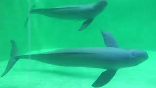 スナメリ (鳥羽水族館) 2022年7月17日
