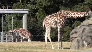 Reticulated giraffe (Toyohashi Zoo and Botanical Park, Aichi, Japan) January 4, 2018