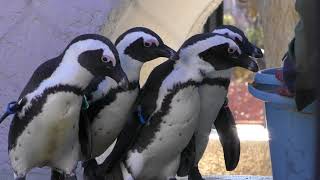 ケープペンギンの食事タイム (上野動物園) 2017年12月17日