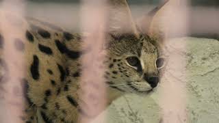Serval (Higashiyama Zoo and Botanical Gardens, Aichi, Japan) July 22, 2021