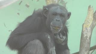Chimpanzee (Hiroshima City Asa Zoological Park, Hiroshima, Japan) May 20, 2018