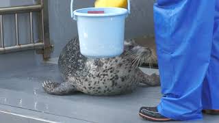 ゴマフアザラシ (神戸市立 須磨海浜水族園) 2023年5月31日