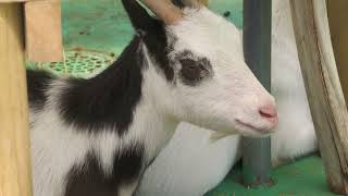 Goat (Urayasu Traffic Park, Chiba, Japan) August 4, 2023