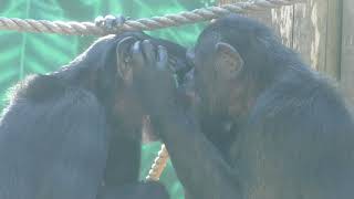 Chimpanzee (Izu Shaboten Zoo, Shizuoka, Japan) April 22, 2018
