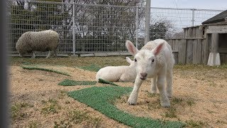 Baby Sheep (IKUTOPIA SHOKU HANA Animal Contact Center, Niigata, Japan) April 8, 2019